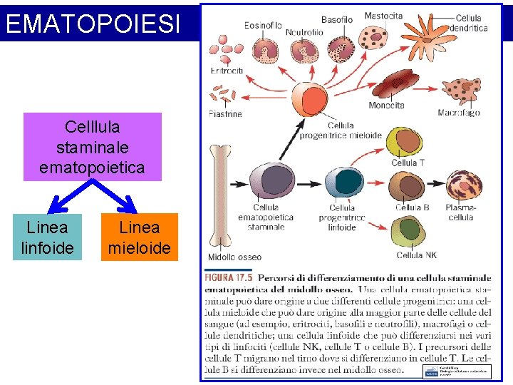 EMATOPOIESI Celllula staminale ematopoietica Linea linfoide Linea mieloide 