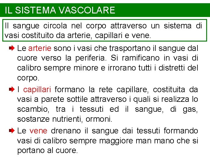 IL SISTEMA VASCOLARE Il sangue circola nel corpo attraverso un sistema di vasi costituito