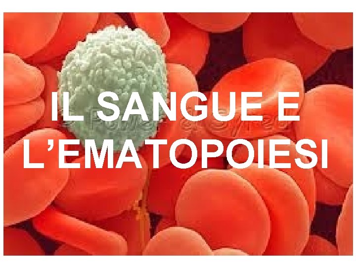 IL SANGUE E L’EMATOPOIESI 