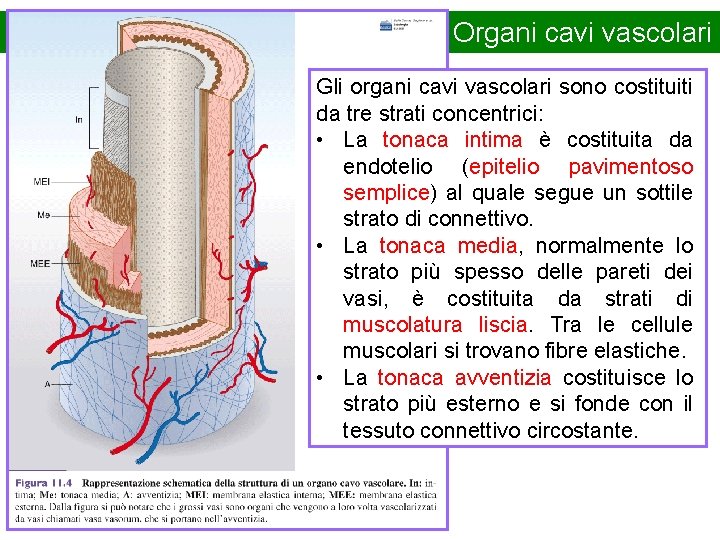 Organi cavi vascolari Gli organi cavi vascolari sono costituiti da tre strati concentrici: •