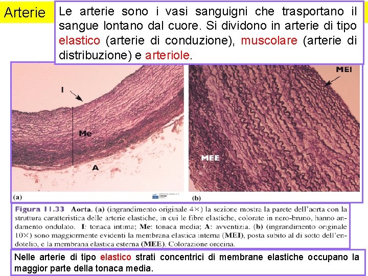 Arterie Le arterie sono i vasi sanguigni che trasportano il sangue lontano dal cuore.