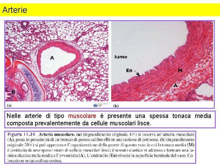 Arterie Nelle arterie di tipo muscolare è presente una spessa tonaca media composta prevalentemente