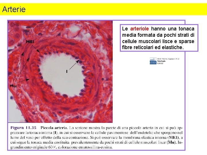 Arterie Le arteriole hanno una tonaca media formata da pochi strati di cellule muscolari