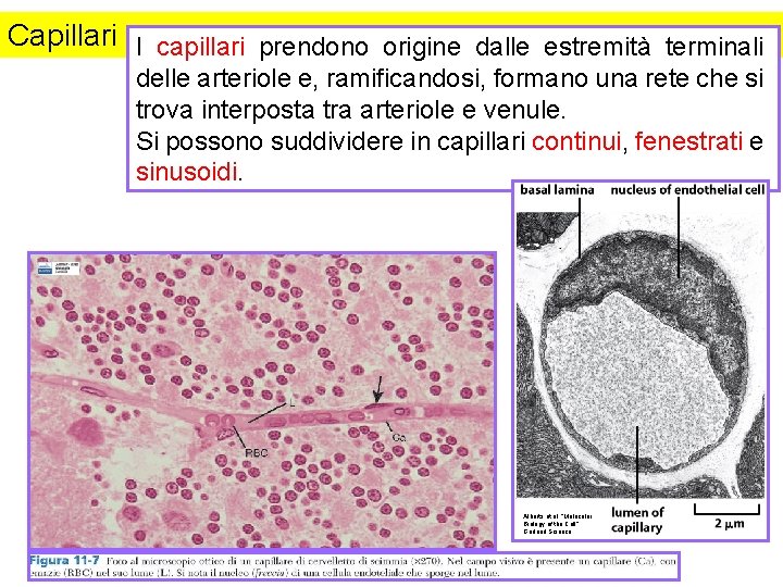 Capillari I capillari prendono origine dalle estremità terminali delle arteriole e, ramificandosi, formano una