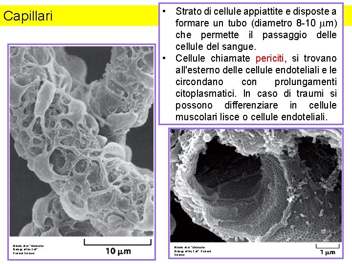 Capillari Alberts et al. , “Molecular Biology of the Cell”. Garland Science • Strato