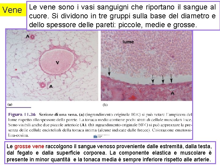 Vene Le vene sono i vasi sanguigni che riportano il sangue al cuore. Si