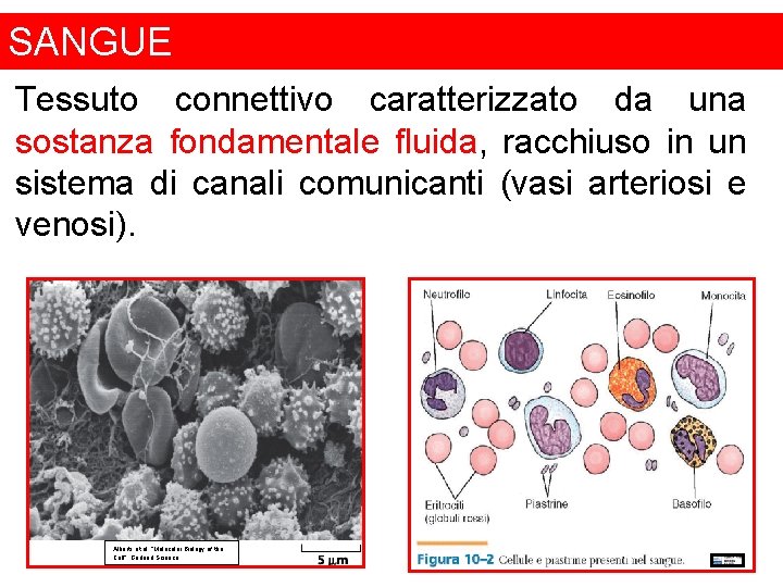 SANGUE Tessuto connettivo caratterizzato da una sostanza fondamentale fluida, racchiuso in un sistema di