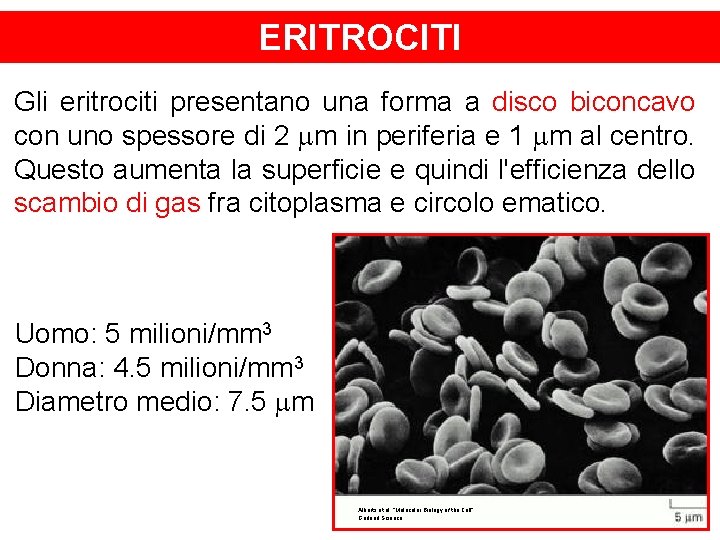 ERITROCITI Gli eritrociti presentano una forma a disco biconcavo con uno spessore di 2