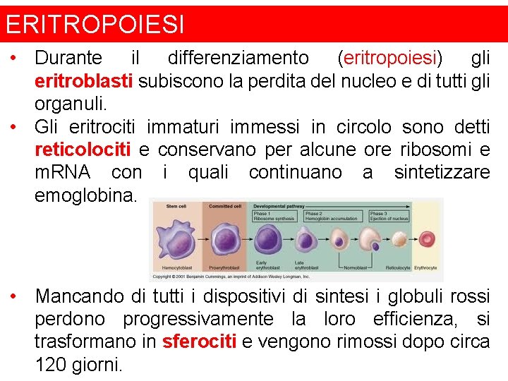 ERITROPOIESI • Durante il differenziamento (eritropoiesi) gli eritroblasti subiscono la perdita del nucleo e