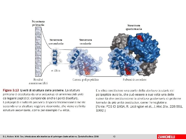 D. L. Nelson, M. M. Cox, Introduzione alla biochimica di Lehninger-Sesta edizio ne, Zanichelli