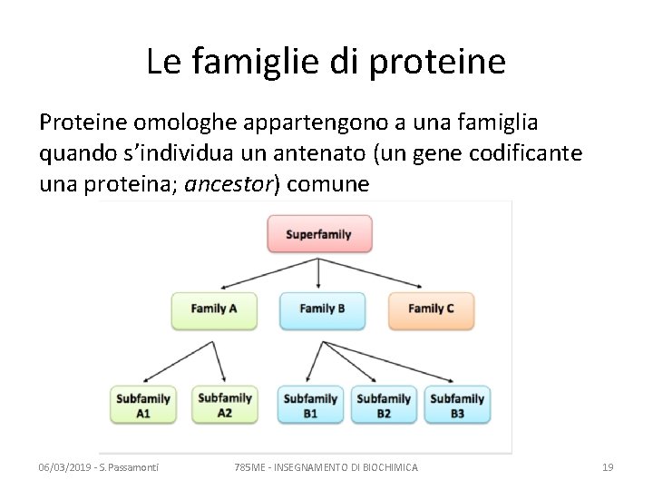 Le famiglie di proteine Proteine omologhe appartengono a una famiglia quando s’individua un antenato