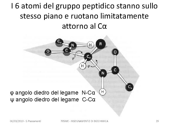 I 6 atomi del gruppo peptidico stanno sullo stesso piano e ruotano limitatamente attorno