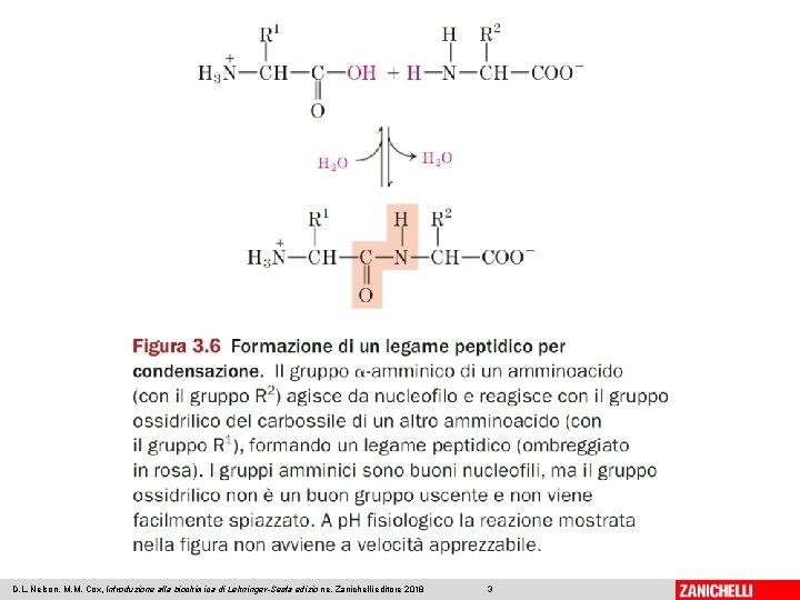 D. L. Nelson, M. M. Cox, Introduzione alla biochimica di Lehninger-Sesta edizio ne, Zanichelli