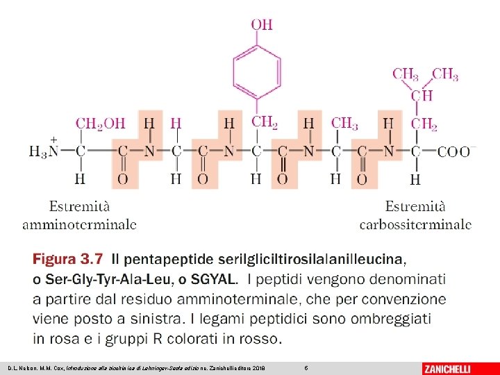 D. L. Nelson, M. M. Cox, Introduzione alla biochimica di Lehninger-Sesta edizio ne, Zanichelli