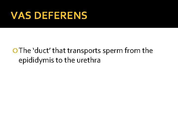 VAS DEFERENS The ‘duct’ that transports sperm from the epididymis to the urethra 