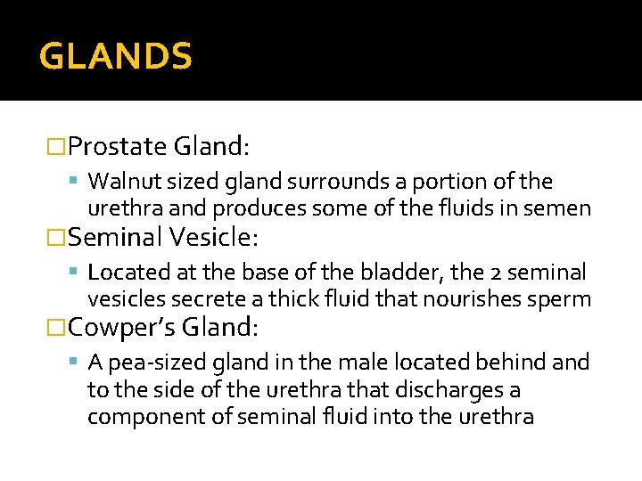 GLANDS �Prostate Gland: Walnut sized gland surrounds a portion of the urethra and produces