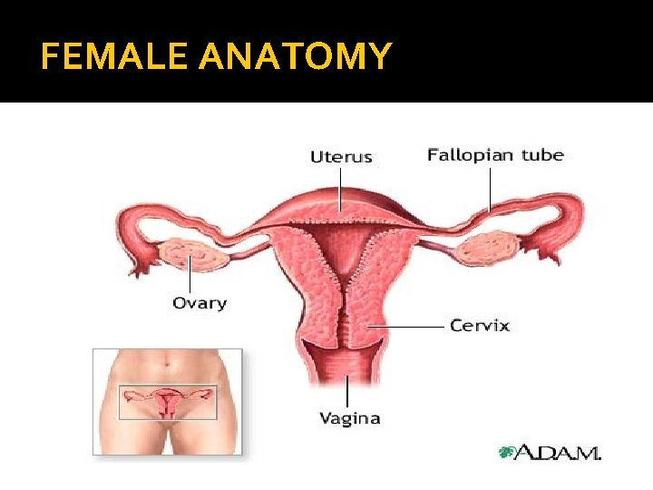 FEMALE ANATOMY 