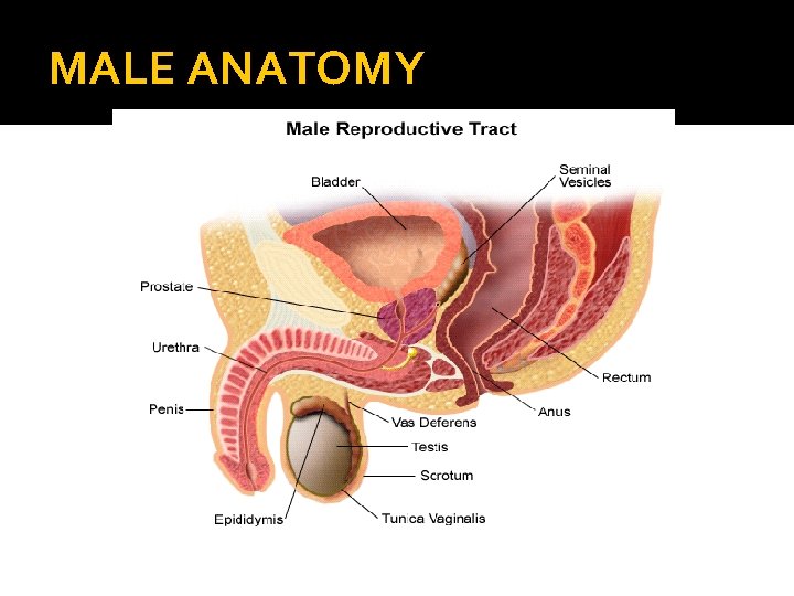 MALE ANATOMY 