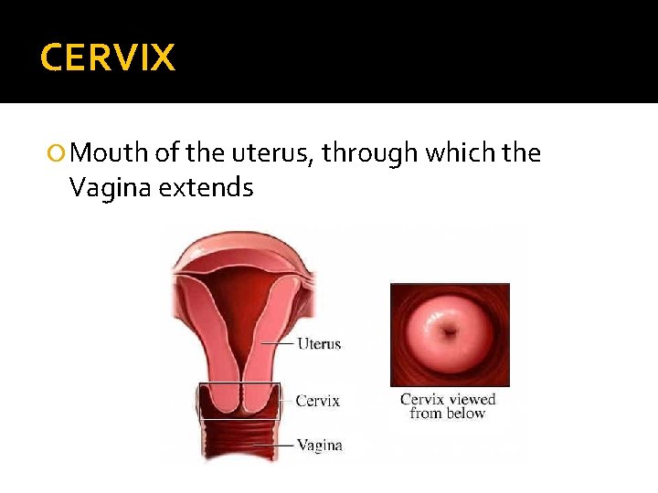 CERVIX Mouth of the uterus, through which the Vagina extends 