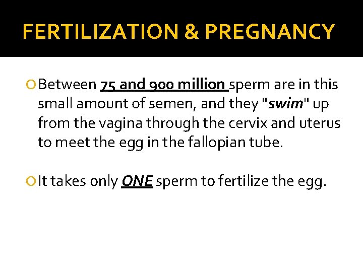 FERTILIZATION & PREGNANCY Between 75 and 900 million sperm are in this small amount