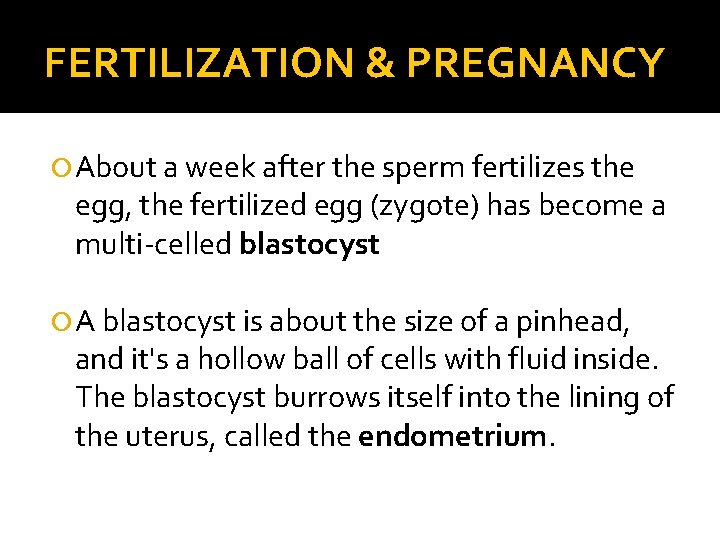 FERTILIZATION & PREGNANCY About a week after the sperm fertilizes the egg, the fertilized