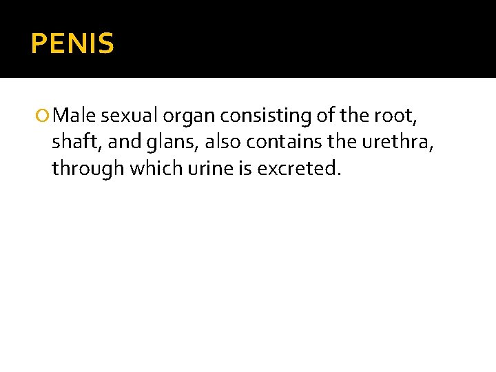 PENIS Male sexual organ consisting of the root, shaft, and glans, also contains the