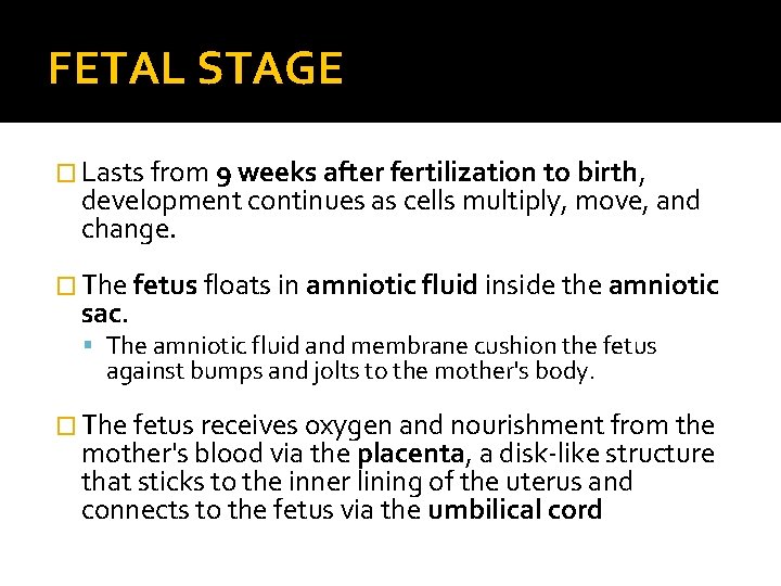 FETAL STAGE � Lasts from 9 weeks after fertilization to birth, development continues as