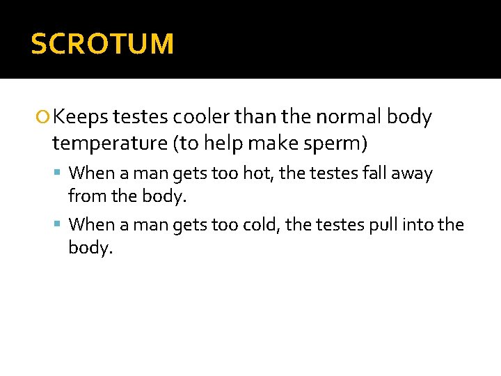 SCROTUM Keeps testes cooler than the normal body temperature (to help make sperm) When