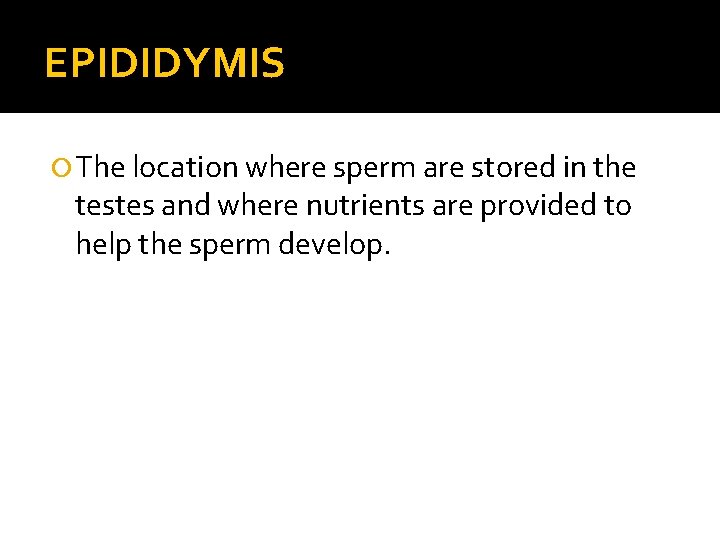 EPIDIDYMIS The location where sperm are stored in the testes and where nutrients are