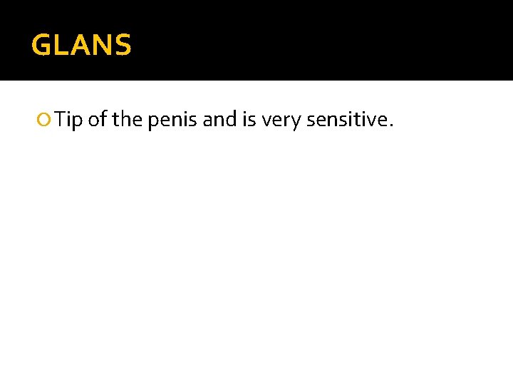 GLANS Tip of the penis and is very sensitive. 