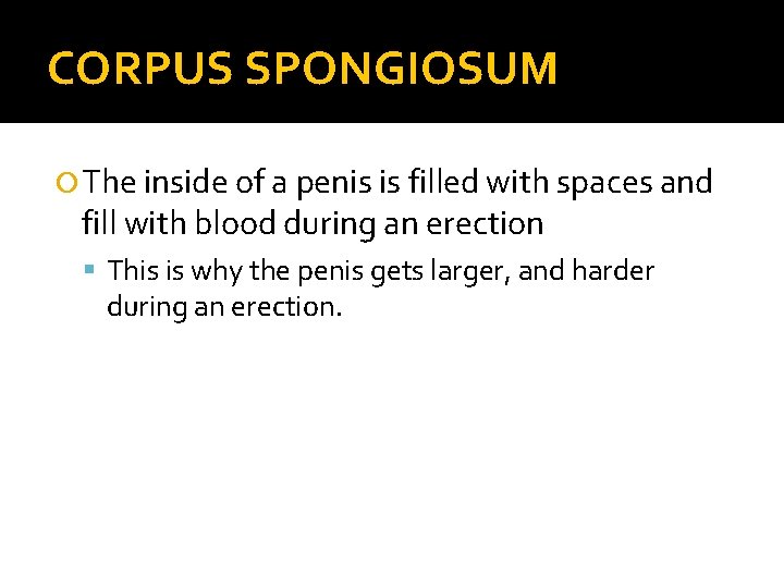 CORPUS SPONGIOSUM The inside of a penis is filled with spaces and fill with