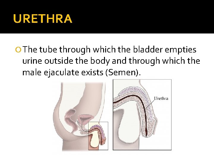 URETHRA The tube through which the bladder empties urine outside the body and through