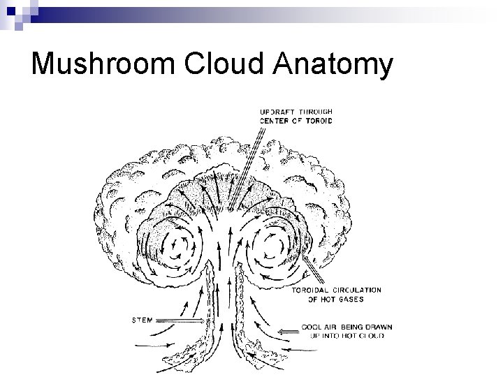 Mushroom Cloud Anatomy 