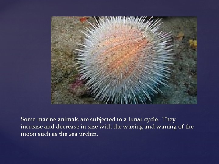 Some marine animals are subjected to a lunar cycle. They increase and decrease in