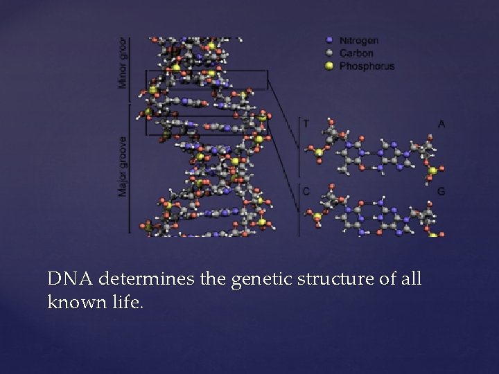 DNA determines the genetic structure of all known life. 