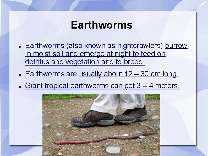 Earthworms (also known as nightcrawlers) burrow in moist soil and emerge at night to