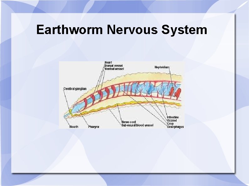 Earthworm Nervous System 