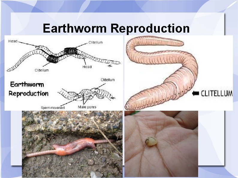 Earthworm Reproduction 