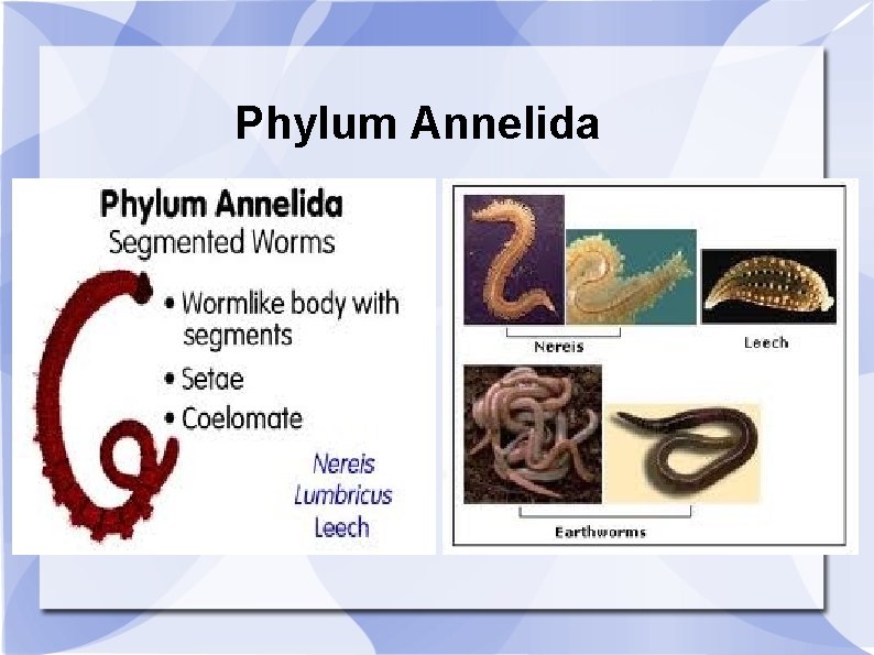 Phylum Annelida 