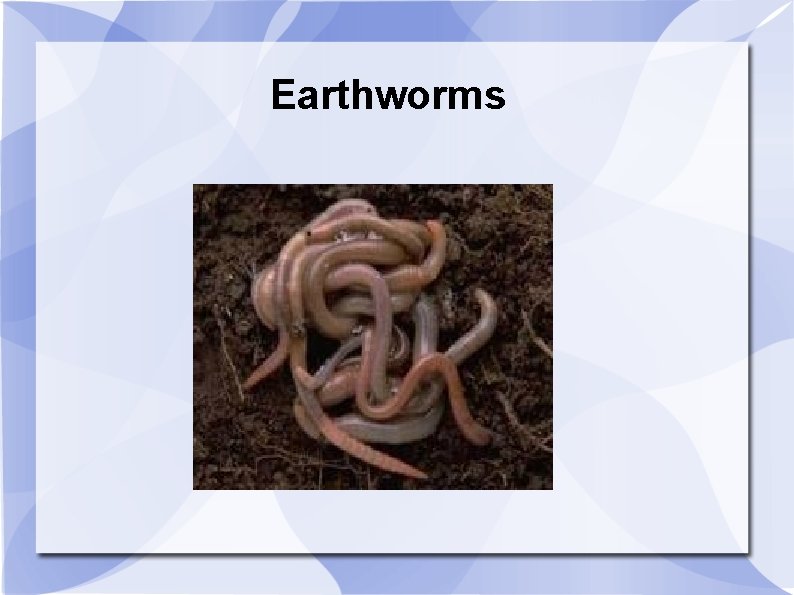 Earthworms 