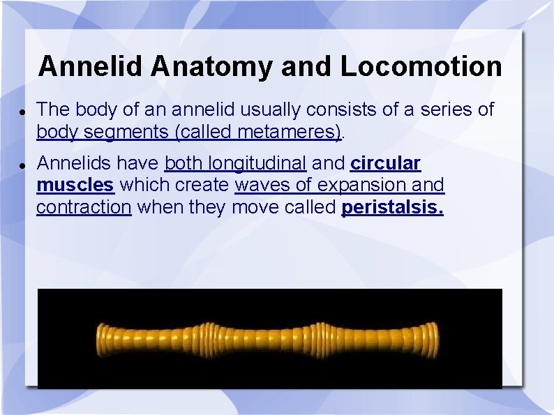 Annelid Anatomy and Locomotion The body of an annelid usually consists of a series