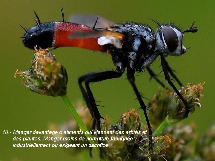 10. - Manger davantage d'aliments qui viennent des arbres et des plantes. Manger moins