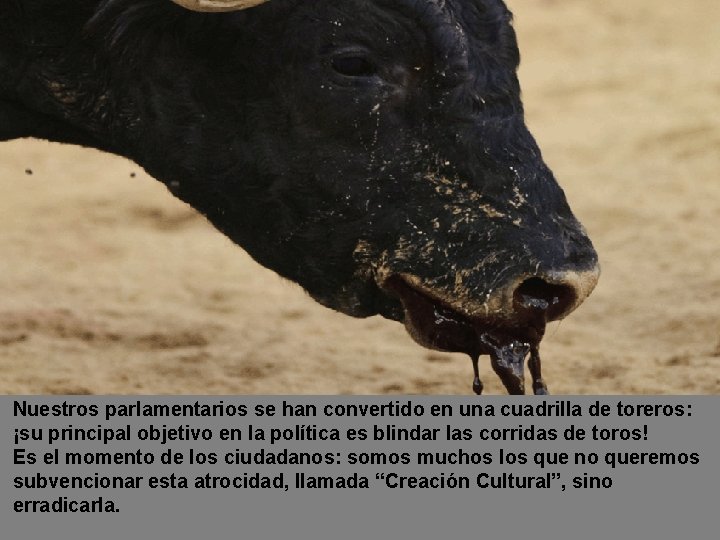 Nuestros parlamentarios se han convertido en una cuadrilla de toreros: ¡su principal objetivo en