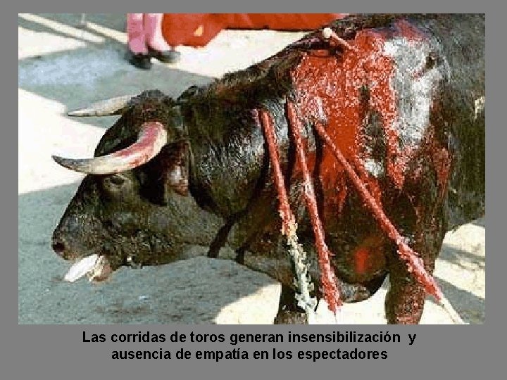 Las corridas de toros generan insensibilización y ausencia de empatía en los espectadores 