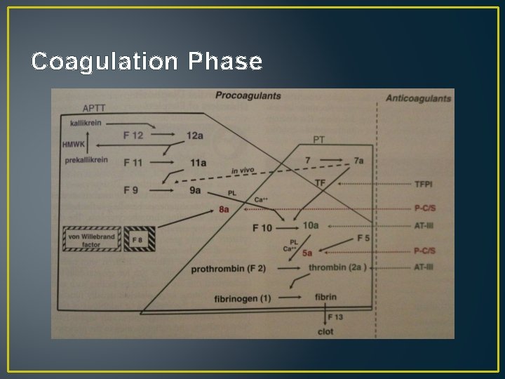 Coagulation Phase 