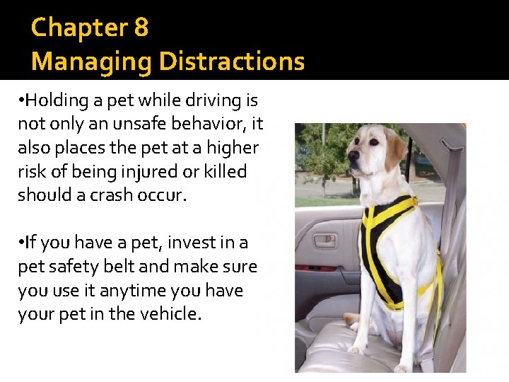 Chapter 8 Managing Distractions • Holding a pet while driving is not only an