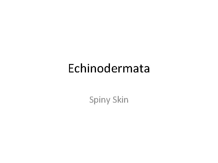 Echinodermata Spiny Skin 