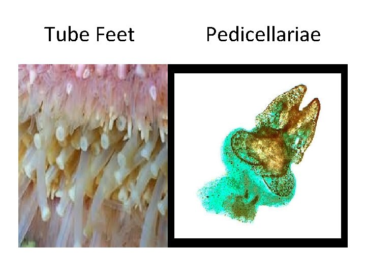 Tube Feet Pedicellariae 