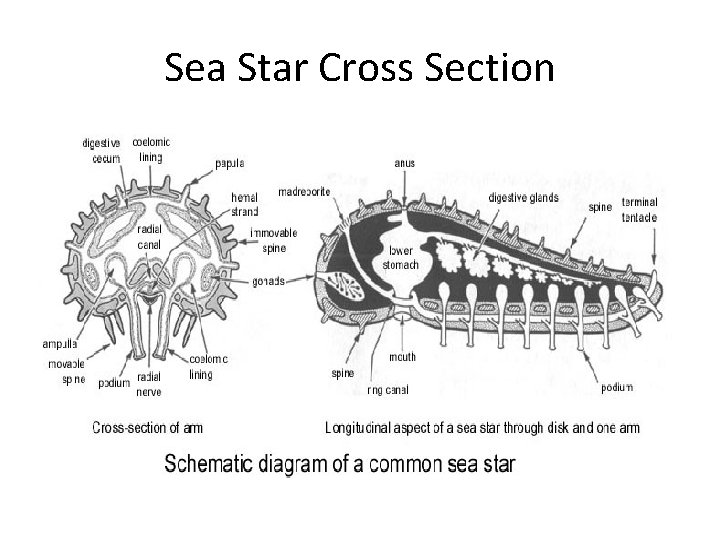 Sea Star Cross Section 