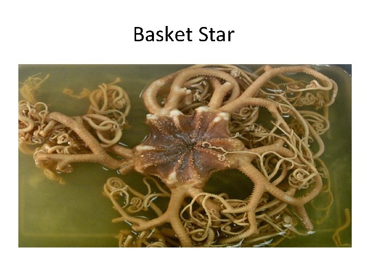 Basket Star 